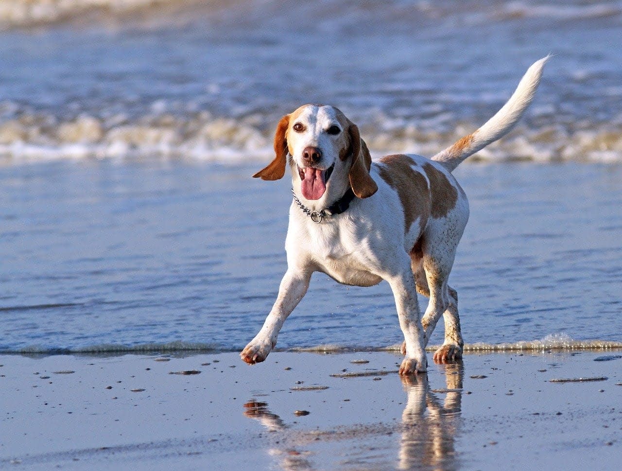 animal beach beagle 1280571