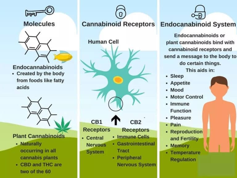 cb1 and cb2 receptors