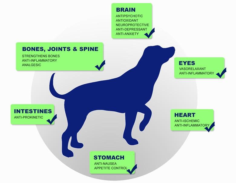 cbd pets benefits